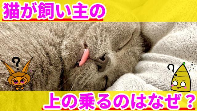 猫 飼い主の上に乗る