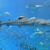 ジンベエザメ | 美ら海生き物図鑑 | 沖縄美ら海水族館 - 沖縄の美ら海を、次の世代へ