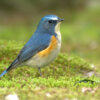 「青い鳥」で知られるルリビタキ。若いオスの羽の色が地味なのには理由があった！　YA