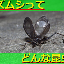 【秋の鳴く虫】クツワムシの生態を解説！鳴き声や寿命・天敵についてなど詳しく紹介！ | 生き物ネット