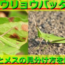 ウマオイの生態・豆知識8選!鳴き声や餌など徹底解説! | 生き物ネット