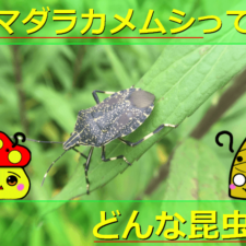 【秋の鳴く虫】クツワムシの生態を解説！鳴き声や寿命・天敵についてなど詳しく紹介！ | 生き物ネット