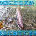 【秋の鳴く虫】クツワムシの生態を解説！鳴き声や寿命・天敵についてなど詳しく紹介！ | 生き物ネット