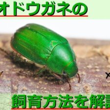 【秋の鳴く虫】クツワムシの生態を解説！鳴き声や寿命・天敵についてなど詳しく紹介！ | 生き物ネット
